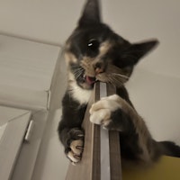 Photo de profil du pet sitter : ujjwala s.