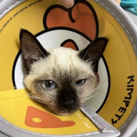 Passarens profilbild: jingwei w.