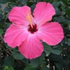 Connie B.