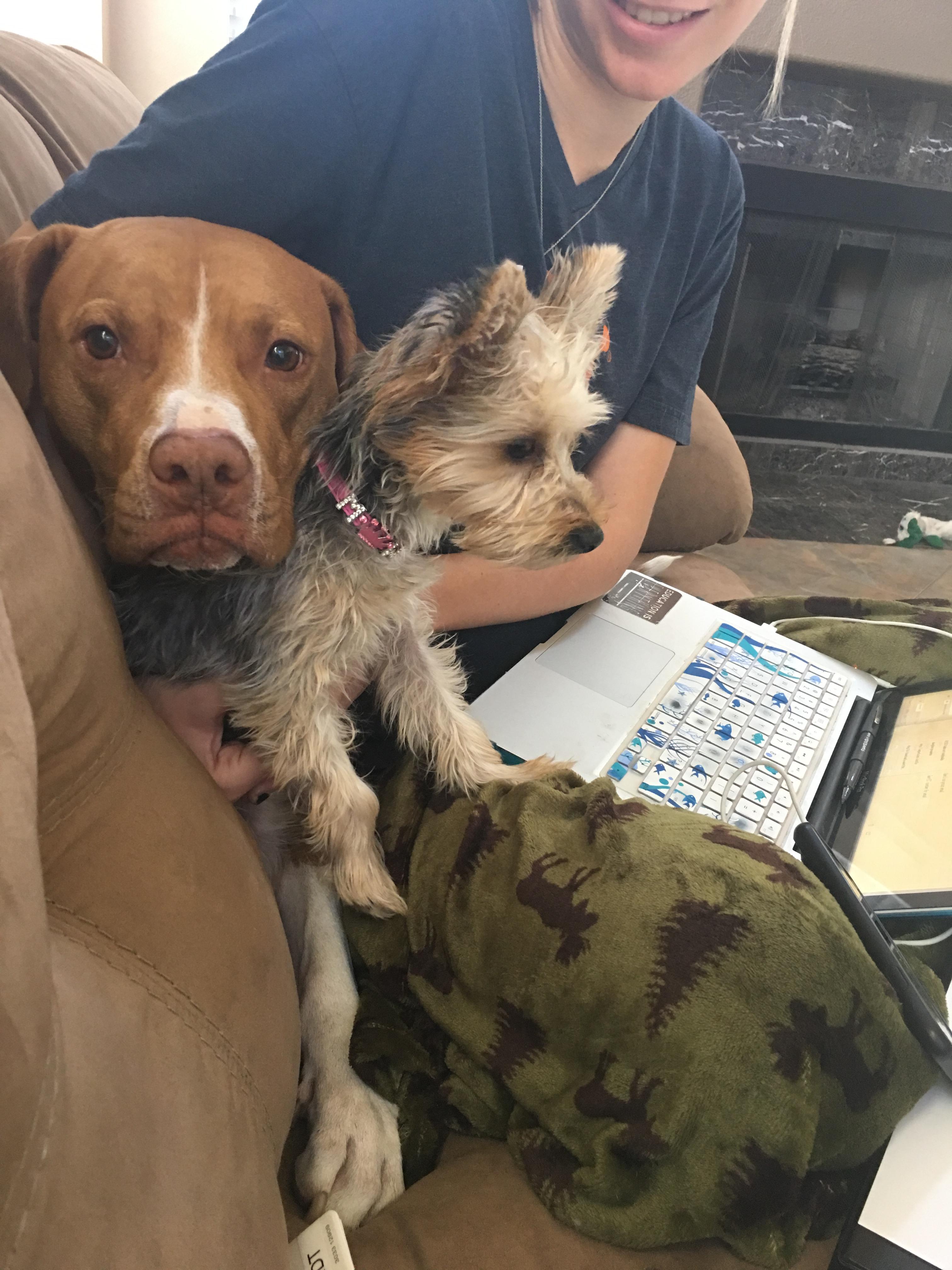 Best Pet Sitters in Las Vegas, NV Rover