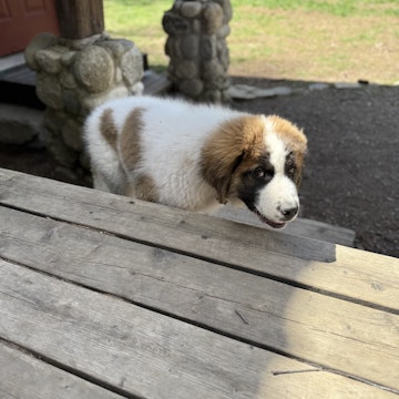 Image 4 of 13