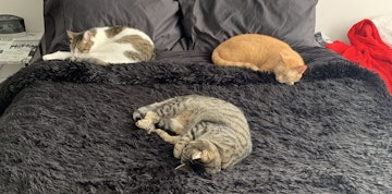 Image 4 of 34