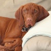 Tucker J.