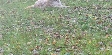 Image 2 of 7