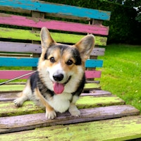 Photo de profil du pet sitter : Val M.