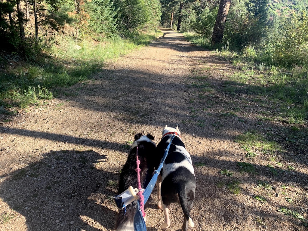 Tiante J. | Houston, TX Rover.com