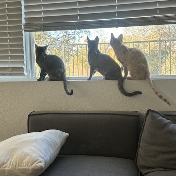 Image 4 of 15