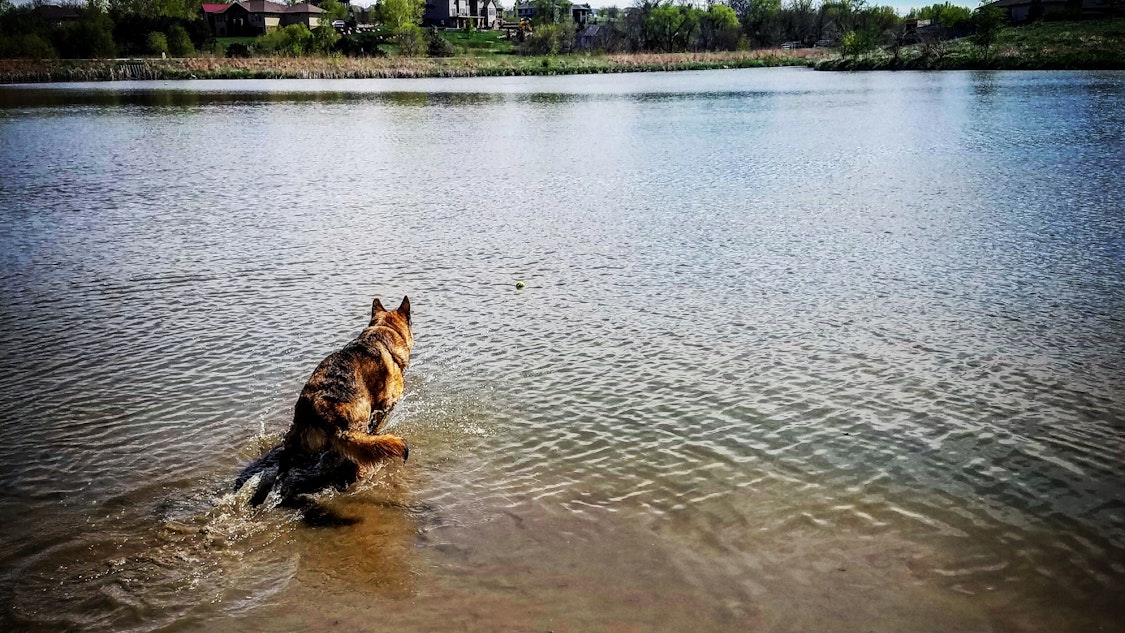 Dog Walking Rates Lincoln Dog Walking Rates Lincoln