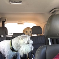 Dog Boarding Draper Dog Boarding Draper