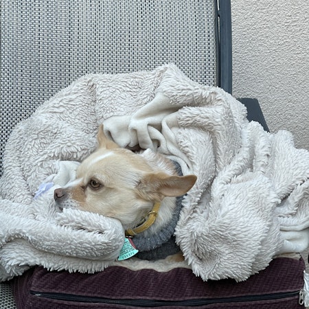 Sitter Profile Image: Leslie F.