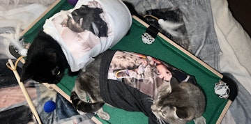 Image 2 of 25