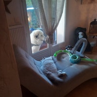 Photo de profil du pet sitter : Yoan C.