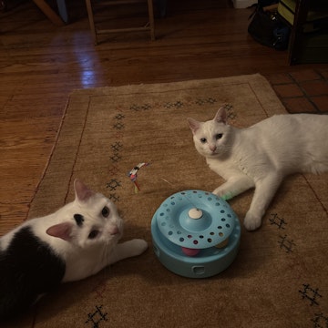 Image 4 of 53