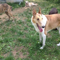 Dog Day Care Pikesville Md Dog Day Care Pikesville Md