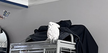 Image 4 of 21