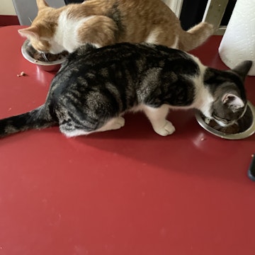 Image 2 of 17