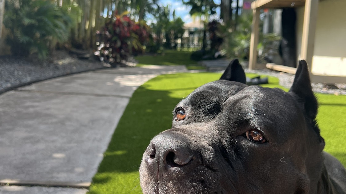 pet