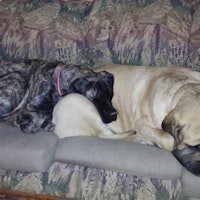 How Much Do House Dog Sitters Makr How Much Do House Dog Sitters Makr