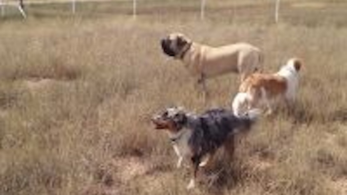 How Much Is Dog Boarding Per Night How Much Is Dog Boarding Per Night