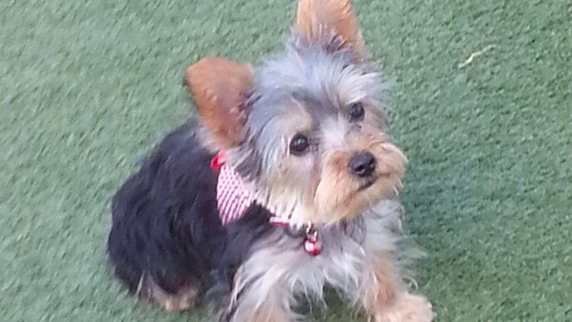 Boarding Dogs Rover Com Stay With The Dogs Boarding Dogs Rover Com Stay With The Dogs