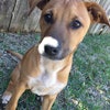 Dog Walking Manvel Tx Dog Walking Manvel Tx