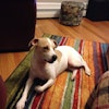 Dog Boarding Haverhill Ma Dog Boarding Haverhill Ma